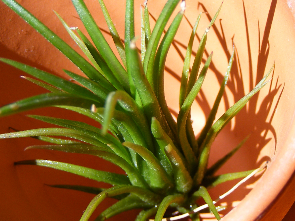 Tillandsia Ionantha